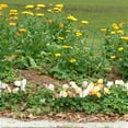 thumbnail image 2 of Green Picket Fence Border – 20-Foot Roll, Easy Garden Edging 2 of 12