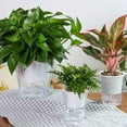 thumbnail image 3 of Flower Plant Pot Self Watering Planter Transparent Planting Flower Pot Water Storage Basin New, 3 of 10