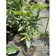 Ruby Supreme Red Guava tree air layered Tree. 3 Gallon pot. Ship to all states