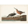 thumbnail image 3 of Audubon, John James 18x13 Black Modern Framed Museum Art Print Titled - Pl. 335 Red-breasted Snipe, 3 of 5