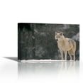 thumbnail image 1 of Timber Wolf female portrait, temperate North America - Contemporary Fine Art Giclee on Canvas Gallery Wrap - wall d?cor - Art painting - 27 x 18 Inch - Ready to Hang, 1 of 2