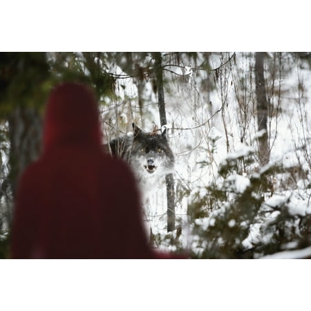 Little Red Riding Hood Looking At The Big Bad Wolf Alberta Canada PosterPrint