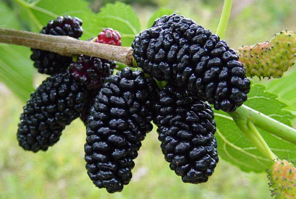 Dwarf Everbearing Mulberry Plant Morus nigra Sweet Fruit 4" Pot