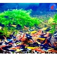 thumbnail image 2 of El acuario vivo de camarones de agua dulce invierte los camarones hasta más de 20 Neocaridina, 2 of 4
