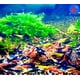 thumbnail image 2 of El acuario vivo de camarones de agua dulce invierte los camarones hasta más de 20 Neocaridina, 2 of 4