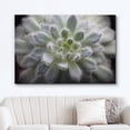 thumbnail image 2 of wall26 Canvas Print Wall Art Fuzzy Echeveria Setosa Desert Succulent Nature Floral Photography Realism Botanical Wilderness Zen Rustic Colorful Decorative for Living Room, Bedroom, Office - 16"x, 2 of 5