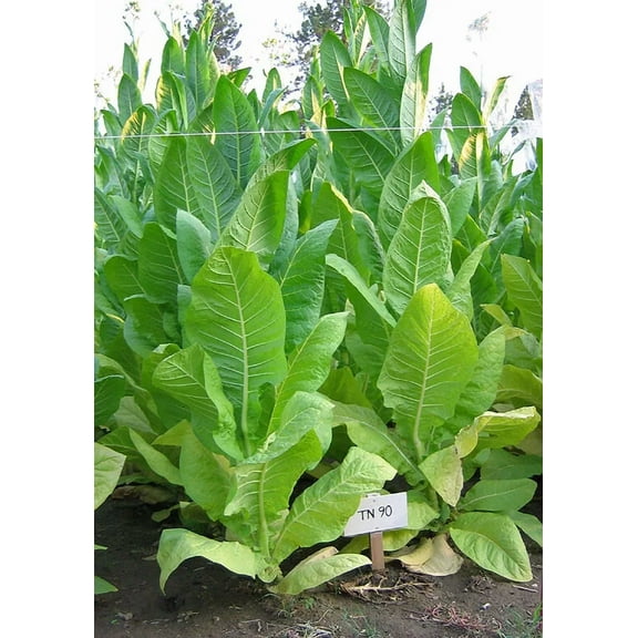 1000 TN 90 Tobacco Seeds ~ Heirloom Nicotiana Tabacum ~ Early High Yield!