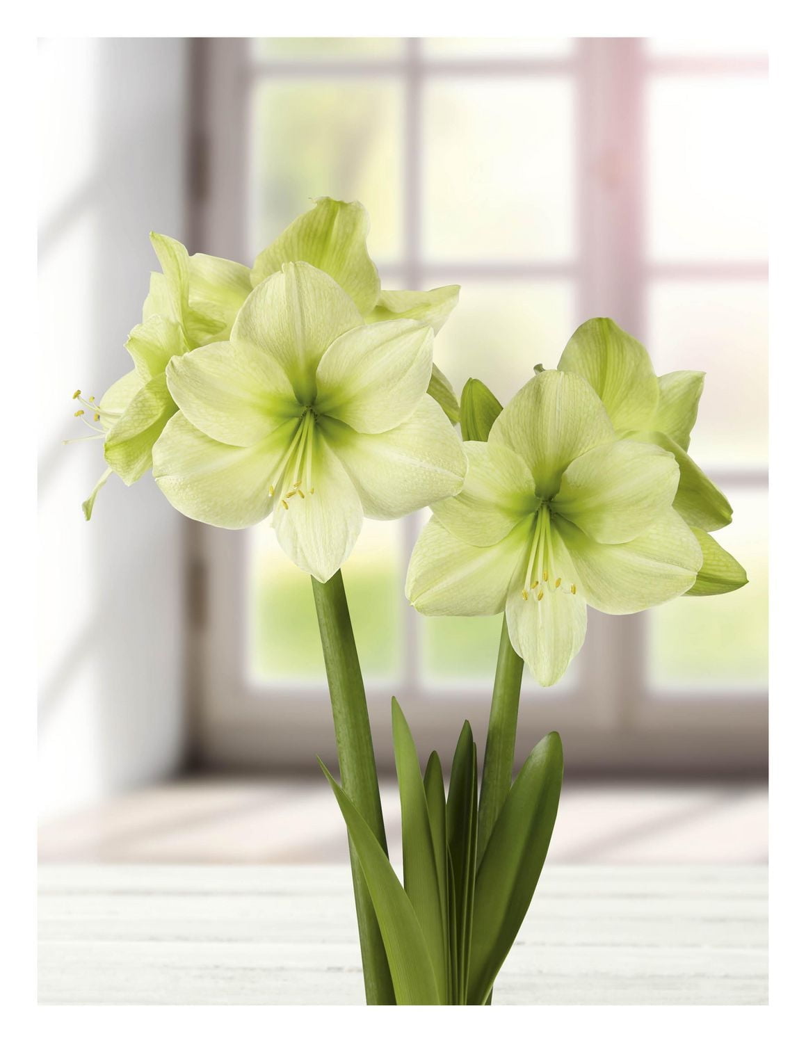 TASC BULBS AMARYLLIS FANTASY- 1 BULB