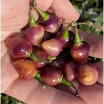 Pink Biquinho Pickling Pepper Premium Seeds Packet