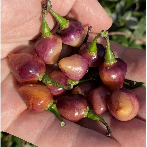 Pink Biquinho Pickling Pepper Premium Seeds Packet