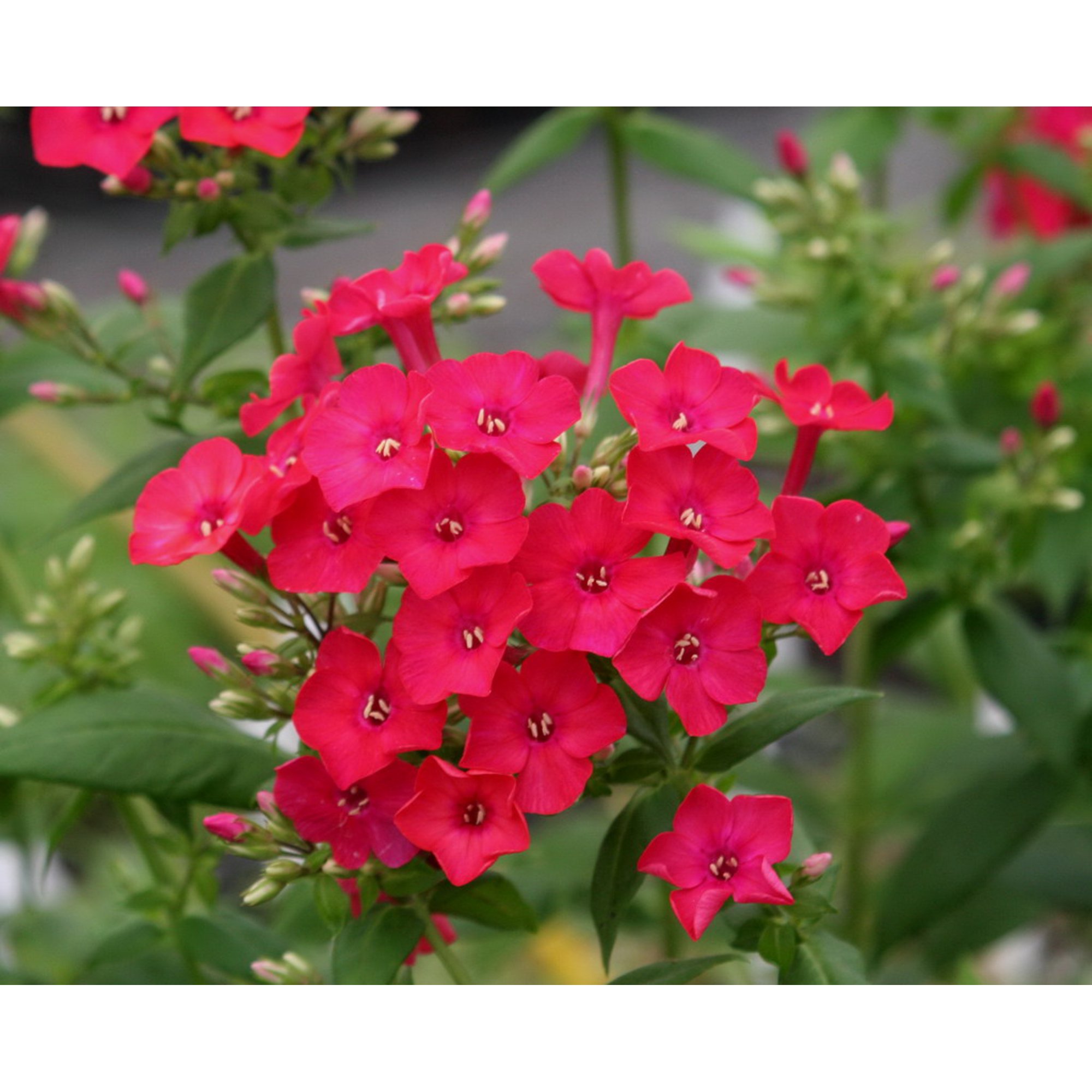 Red Creeping Phlox