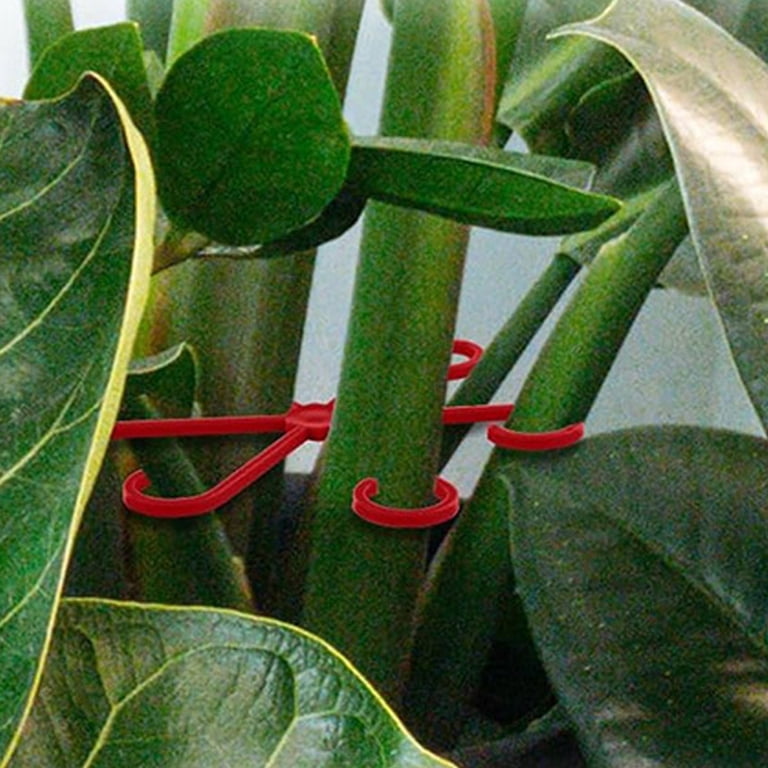 Climbing Houseplant Stem Supports, Diy Design Plant Stand Indoor, Monstera  Plant Support, Monstera Plant Support, Sturdy Moss Pole Plant Support  Stakes, Stable Plant Stem Support Clearance Sales - Walmart.com
