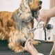 thumbnail image 2 of Dog Grooming Scissors Set With Safety Round Tip, Thinning And Straight Pet Grooming Scissors Kit Banmo, 2 of 3