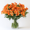 thumbnail image 2 of 80 Stems of Super Select Orange Alstroemerias- Beautiful Fresh Cut Flowers- Express Delivery, 2 of 4