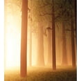 thumbnail image 2 of Forest Duvet Cover Set, Foggy Mist Jungle with Sun Beams and Rays Woodland Nature Design, Decorative 3 Piece Bedding Set with 2 Pillow Shams, Calking Size, Tan, by Ambesonne, 2 of 2