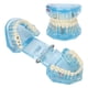 thumbnail image 4 of Modelo de dientes para enfermedades dentales estructura detallada azul transparente desmontable aprendizaje modelo de enseñanza patológica acrílico para hospital dental ANGGREK Otros, 4 of 8