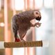 thumbnail image 5 of Parrot Shower Perch Mirror Parakeet Rack Suction Cup Portable Cage Toy For Cockatoo Macaw Parakeet Window Bath Use, 5 of 5