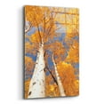 thumbnail image 2 of Epic Art 'Aspen I' by Lori Deiter Acrylic Glass Wall Art, 12"x16", 2 of 8