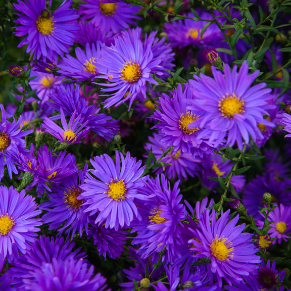 Aster Thunderdome Plant, 4 Inch Pot, Purple Flowers, Perennial