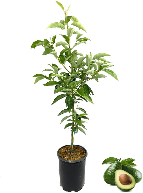 Fruit Trees in Trees