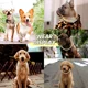 thumbnail image 2 of . Cadena Para Perro, Cadena Cubana De Diamantes, Collar De, 2 of 6