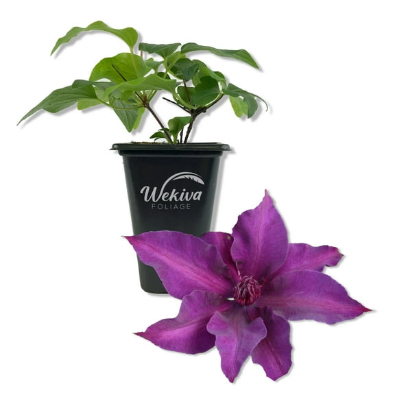 Clematis Fleuri - Live Starter Plant in a 2 Inch Growers Pot - Starter Plants Ready for The Garden - Rare Clematis for Collectors