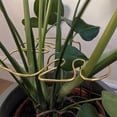 thumbnail image 2 of Soporte para Plantas en Forma de Monstera, Tallos Aleación Resistente y Reutilizable, Retención Plantas, Hierbas Verduras D, 2 of 5