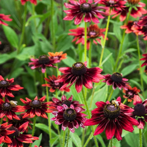 Mountain Valley Seed Company 100 Rudbeckia Flower Seed