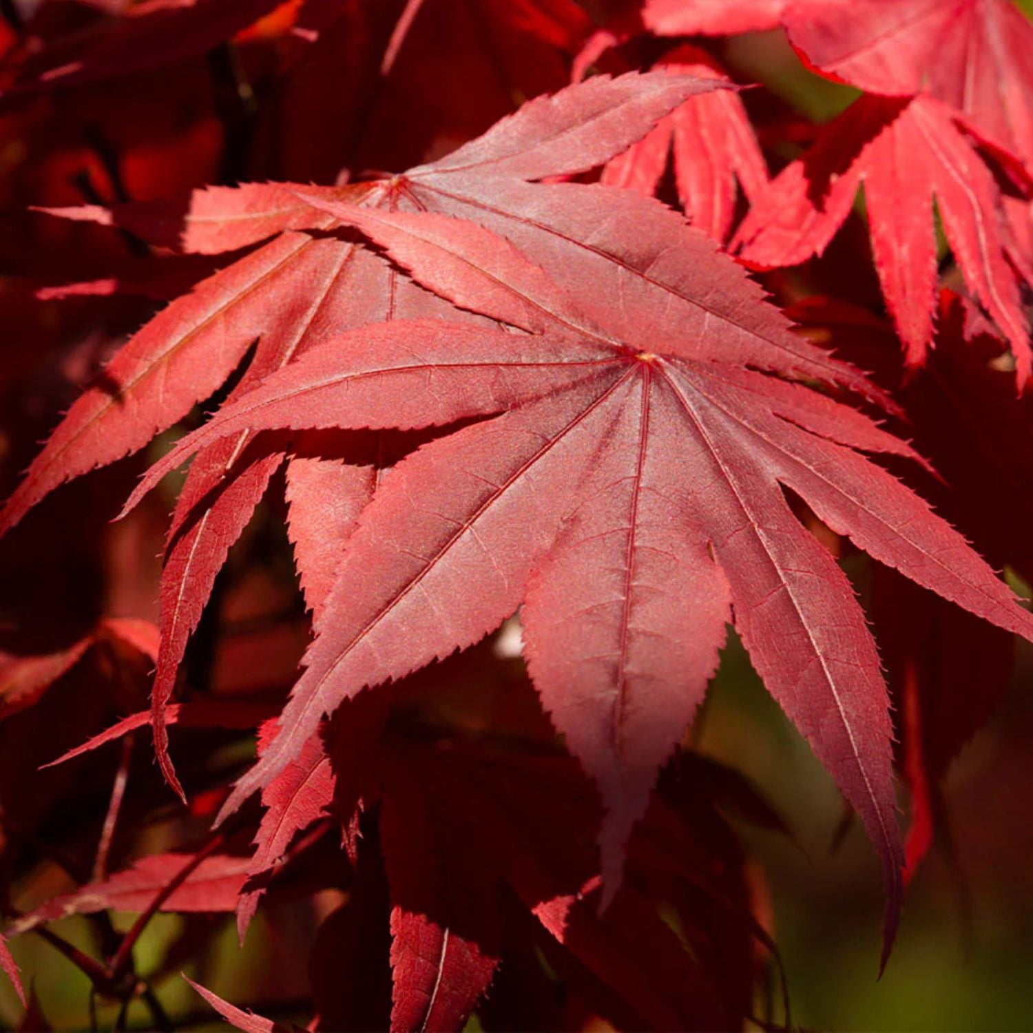 Expert Gardener 1-2 ft tall Emperor I Japanese Maple Live Tree in 1-Gallon Grower Pot