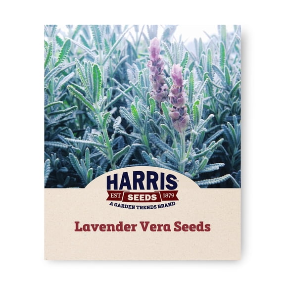 Harris Seeds Lavender Vera, Perennial Fragrant Herb for Garden and Crafts, 100 Count