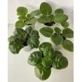 thumbnail image 4 of Purple African Violets Live Plant, Random Purple Flowers Streptocarpus, Indoor Flower Plants, Blooms All Year Round 4 Inch Pot, 4 of 6