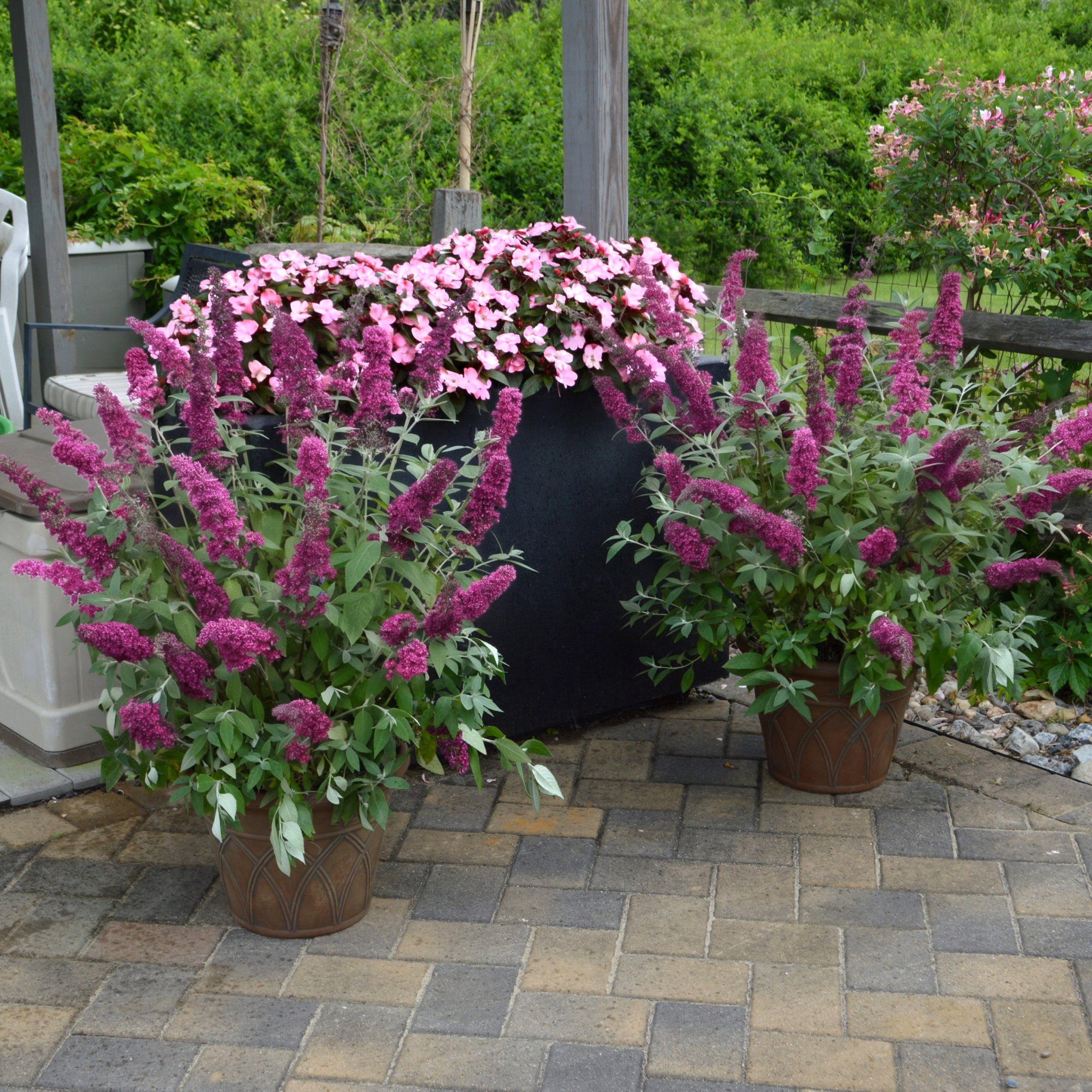 National Plant Network 3.25 in. Buddleia Nanho Purple