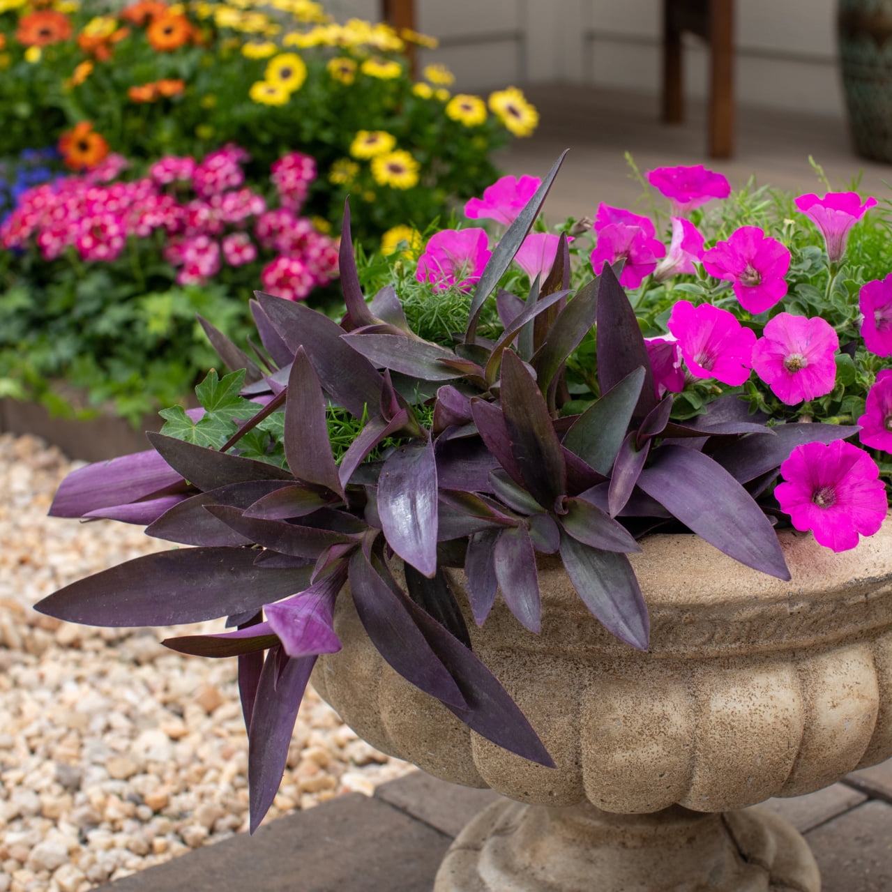 Expert Gardener 1PT Green Setcreasea Live Annual Plant Sun 6-Pack