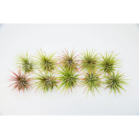 10 Air Plant Tillandsia Ionantha / 2 - 3 Inches (Best Plants For Office Air Quality)