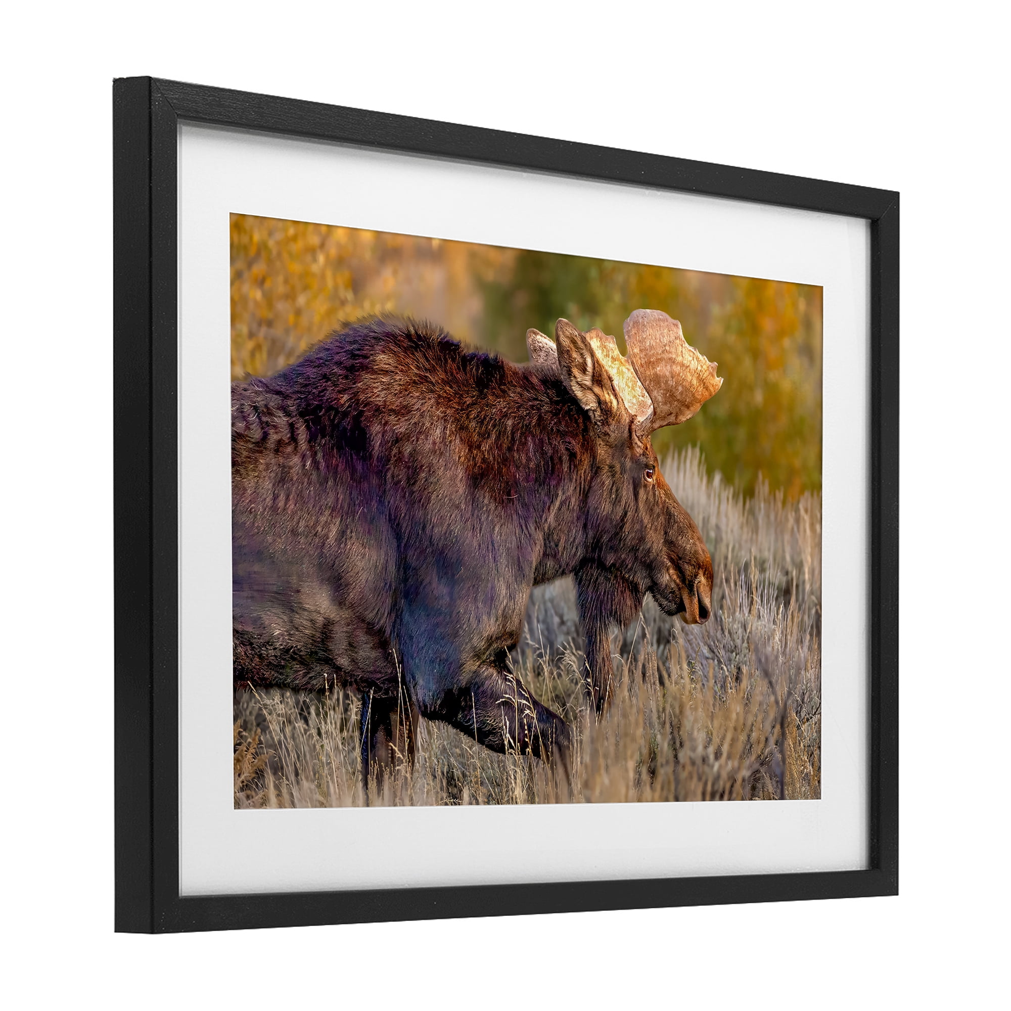 Stupell Industries Bull Moose At Dusk Black Framed Print Under Glass, design by Shelley Carlisle