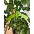 thumbnail image 3 of Clip de estilo, extractor de ramas, herramientas de jardinería, abrazadera de fijación de ramitas, reutilizable, verde, 125X15mm, 10 Uds., doblador de ramas de plantas, 3 of 5