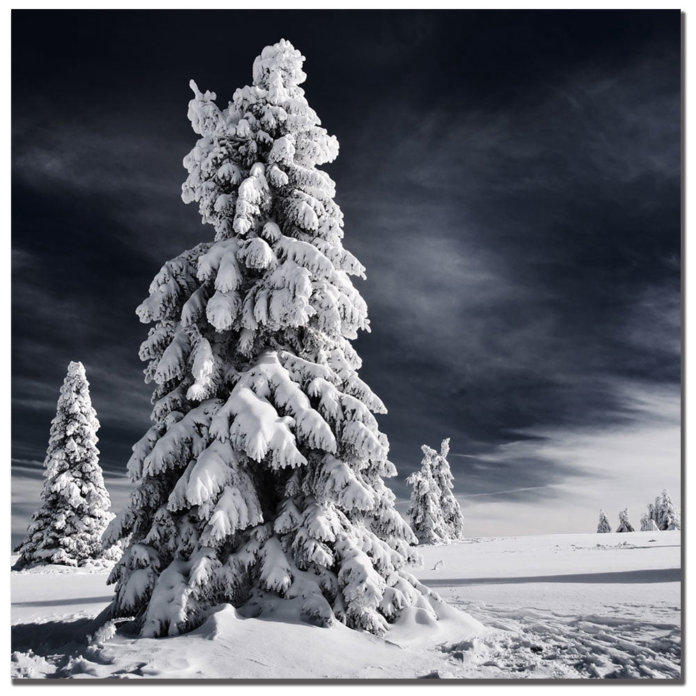 Trademark Global Philippe Sainte Laudy 'White Ink' Canvas Art, 35' x 35'