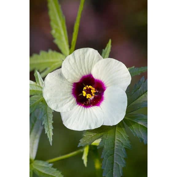 White Kenaf Flower -10 Heirloom Seeds -Hibiscus - Tall perennial -Zone 6 