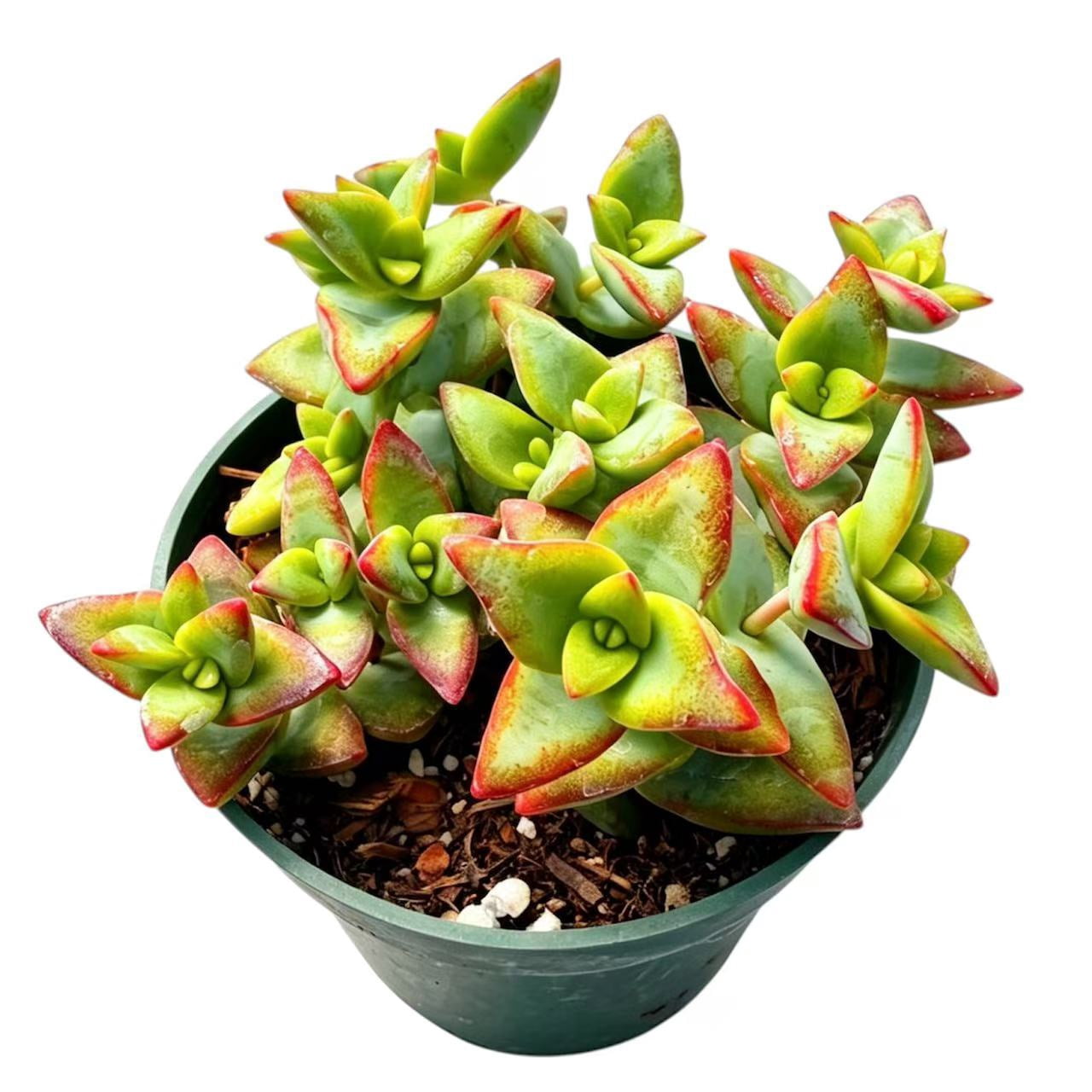 Just Add Ice 12" Tall Bonsai Live Plant in 6" Decorative Ceramic Pot, House  Plant - Walmart.com