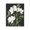 Magnolia Botanicals Floral, variant on Stupell Industries Transitional Lilac Herb Blossoms Canvas Art, 16 x 20, by Kim Allen