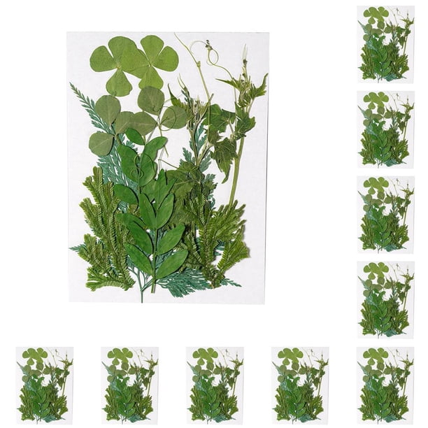 Advancent Hojas secas naturales Artesanías en relieve Hojas prensadas Decoración Hogar Tarjeta postal decorativa Presenta Hoja verde 12 Hoja verde 12 10Conjunto