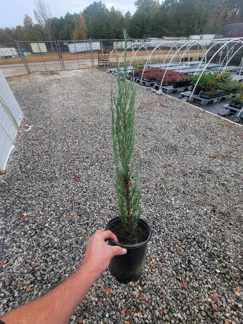 Sky Rocket Blue Juniper Tree - Live Plant - ( 2.5 QT ) - Evergreen - Full Sun