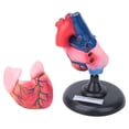 thumbnail image 4 of Modelo de corazón, modelo de corazón humano anatómico de tamaño natural, herramienta de experimento biológico, diseño de clase mundial, 4 of 9