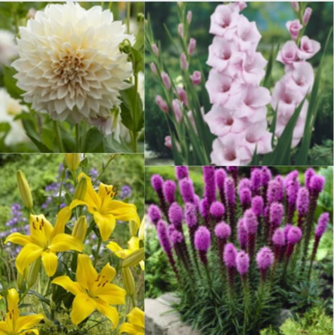 AMPOULES À FLEURS TASC - COLLECTION BORDURE D'ÉTÉ (20 BULBES)