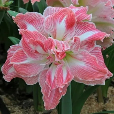 

Amaryllis bulbs Home Garden Decoration Bright for Planting Perennials Bulbs for Planting Pots to Grow