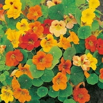 Nasturtium, Whirly Bird Mix Seeds, 500 Seeds, Newly Harvested-Beautiful Flower