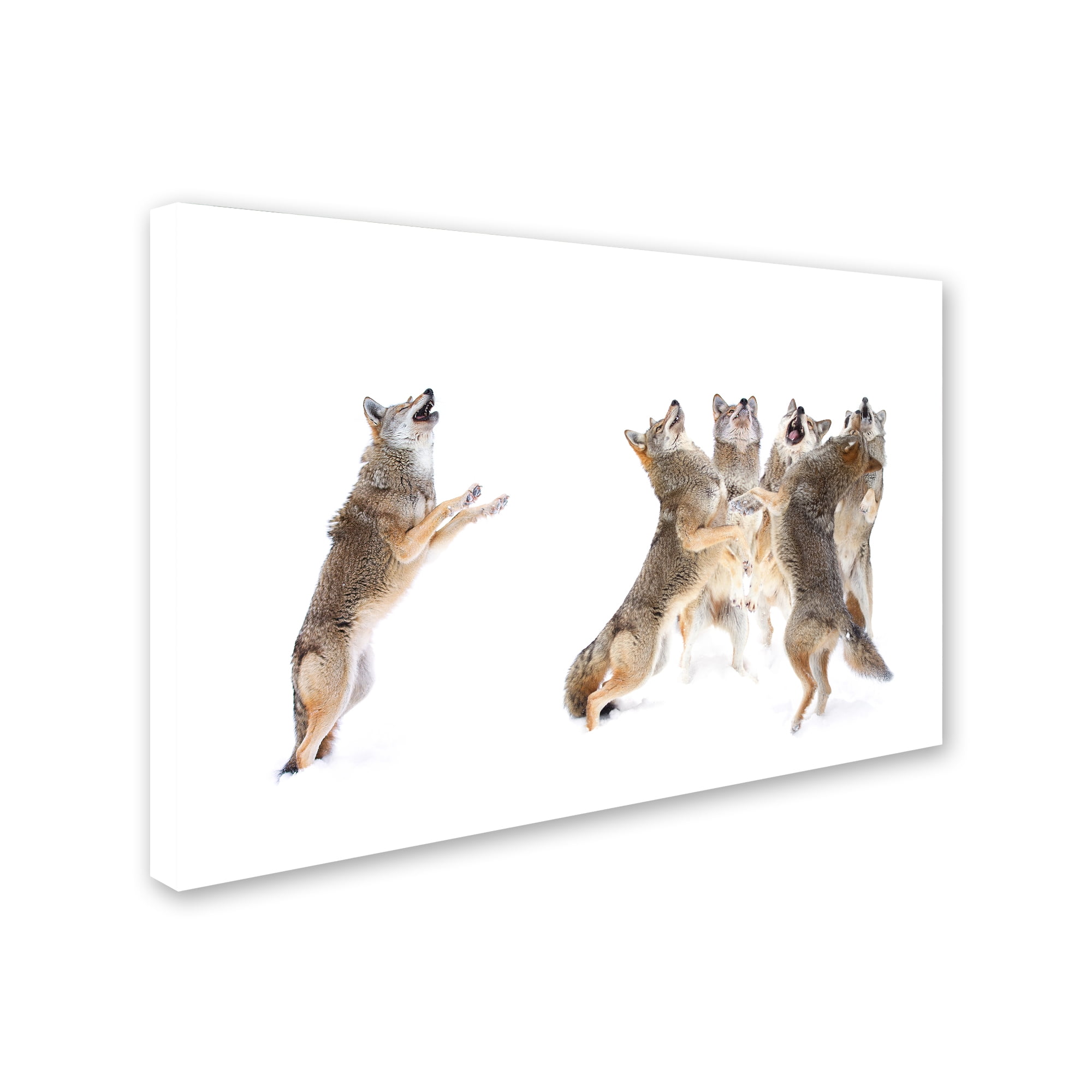 Trademark Fine Art 'The Choir Coyotes' Canvas Art by Jim Cumming