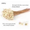 thumbnail image 2 of NOGIS Natural Dried Flowers Brazilian Small Star Daisy Dried Decorative Mini Chamomile Bouquet for Wedding Floral Arrangements Home Decorations Valentine's Day Gifts (100 Stems) (White), 2 of 7