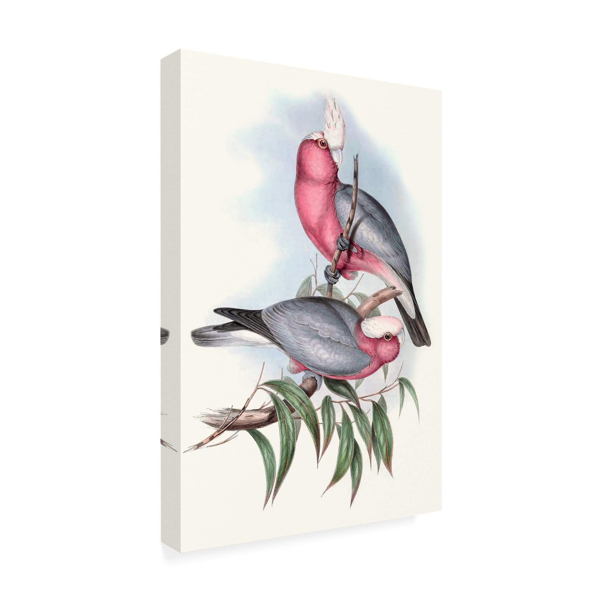 Trademark Fine Art 'Pastel Parrots III' Canvas Art by John Gould