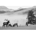 thumbnail image 2 of Delimont, Danita 24x17 White Modern Wood Framed Museum Art Print Titled - Mountain Elk, 2 of 4